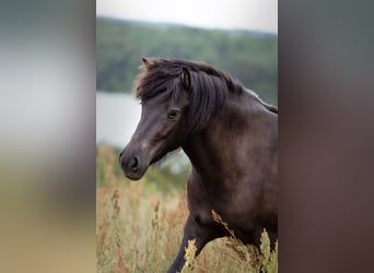 Islandpferd, Stute, 4 Jahre, 140 cm, Rappe