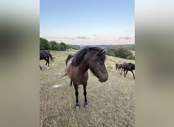 Islandpferd, Stute, 4 Jahre, 140 cm, Rappe