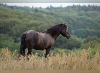 Islandpferd, Stute, 4 Jahre, 140 cm, Rappe