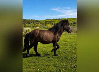 Islandpferd, Stute, 4 Jahre, 140 cm, Rappe