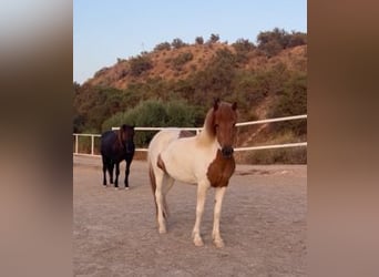 Islandpferd, Stute, 4 Jahre, 140 cm, Schecke