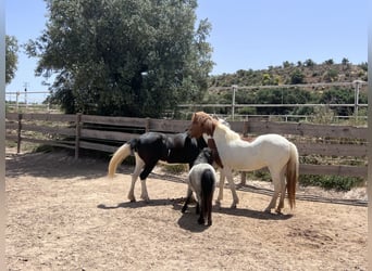 Islandpferd, Stute, 4 Jahre, 140 cm, Schecke