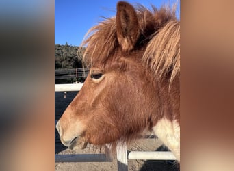 Islandpferd, Stute, 4 Jahre, 140 cm, Schecke