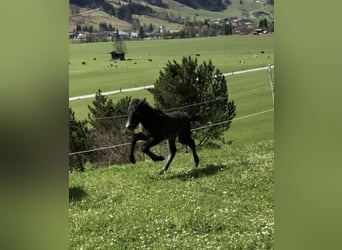 Islandpferd, Stute, 4 Jahre, 140 cm, Schimmel