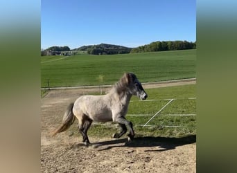 Islandpferd, Stute, 4 Jahre, 140 cm, Schimmel