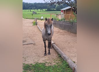 Islandpferd, Stute, 4 Jahre, 140 cm, Schimmel