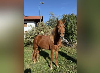 Islandpferd, Stute, 4 Jahre, 142 cm, Fuchs