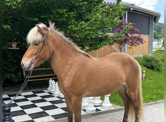 Islandpferd, Stute, 4 Jahre, 142 cm