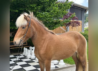 Islandpferd, Stute, 4 Jahre, 142 cm