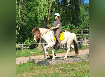 Islandpferd, Stute, 4 Jahre, 142 cm, Schecke