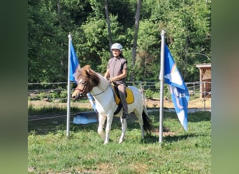 Islandpferd, Stute, 4 Jahre, 142 cm, Schecke
