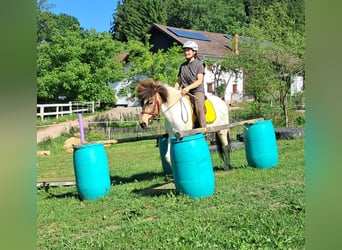 Islandpferd, Stute, 4 Jahre, 142 cm, Schecke