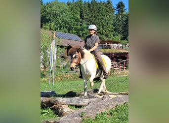 Islandpferd, Stute, 4 Jahre, 142 cm, Schecke