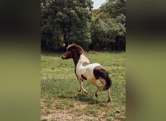 Islandpferd, Stute, 4 Jahre, 143 cm, Schecke