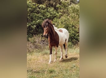 Islandpferd, Stute, 4 Jahre, 143 cm, Schecke