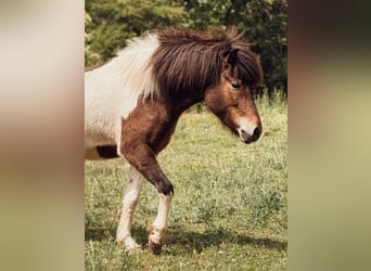 Islandpferd, Stute, 4 Jahre, 143 cm, Schecke