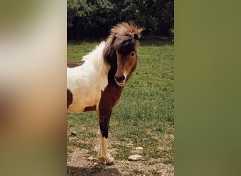 Islandpferd, Stute, 4 Jahre, 143 cm, Schecke