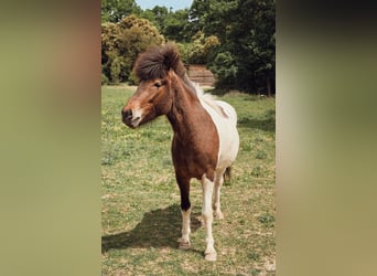Islandpferd, Stute, 4 Jahre, 143 cm, Schecke