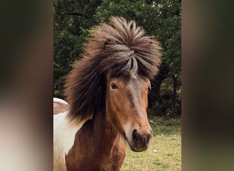 Islandpferd, Stute, 4 Jahre, 143 cm, Schecke