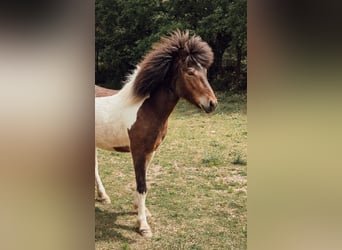 Islandpferd, Stute, 4 Jahre, 143 cm, Schecke