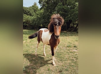 Islandpferd, Stute, 4 Jahre, 143 cm, Schecke