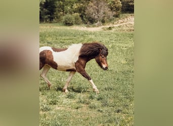 Islandpferd, Stute, 4 Jahre, 143 cm, Schecke