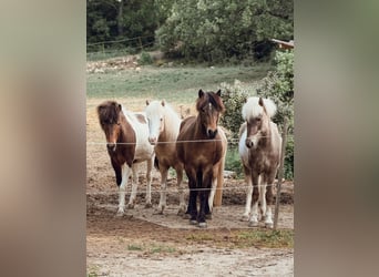 Islandpferd, Stute, 4 Jahre, 143 cm, Schecke