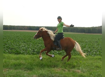 Islandpferd, Stute, 4 Jahre, 144 cm, Fuchs