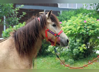 Islandpferd, Stute, 4 Jahre, 144 cm