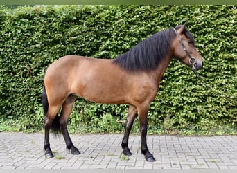 Islandpferd, Stute, 4 Jahre