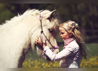Islandpferd, Stute, 4 Jahre, Palomino
