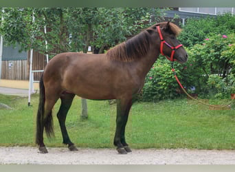 Islandpferd, Stute, 4 Jahre, Rappe