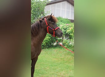 Islandpferd, Stute, 4 Jahre, Rappe