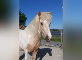 Islandpferd, Stute, 4 Jahre, Schecke