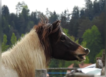 Islandpferd, Stute, 4 Jahre, Schecke