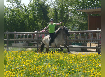 Islandpferd, Stute, 5 Jahre, 130 cm, Falbe