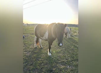 Islandpferd, Stute, 5 Jahre, 132 cm