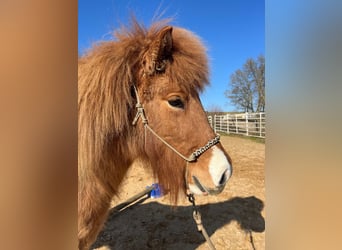 Islandpferd, Stute, 5 Jahre, 134 cm, Schecke