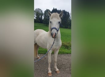 Islandpferd, Stute, 5 Jahre, 135 cm, Schimmel