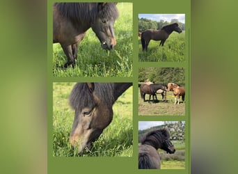 Islandpferd, Stute, 5 Jahre, 137 cm, Dunkelbrauner