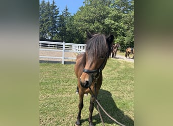 Islandpferd, Stute, 5 Jahre, 138 cm, Brauner