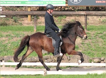 Islandpferd, Stute, 5 Jahre, 138 cm, Brauner