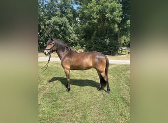 Islandpferd, Stute, 5 Jahre, 138 cm, Brauner