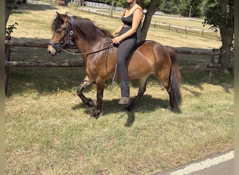 Islandpferd, Stute, 5 Jahre, 138 cm, Brauner