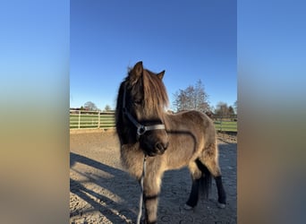 Islandpferd, Stute, 5 Jahre, 138 cm, Buckskin