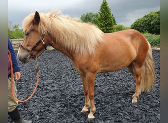 Islandpferd, Stute, 5 Jahre, 138 cm, Fuchs