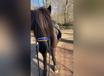 Islandpferd, Stute, 5 Jahre, 138 cm, Rappe