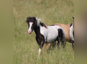 Islandpferd, Stute, 5 Jahre, 138 cm, Schecke