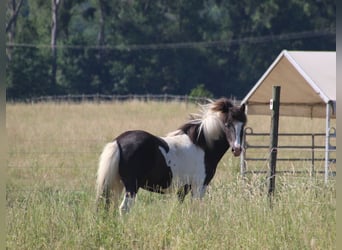 Islandpferd, Stute, 5 Jahre, 138 cm, Schecke