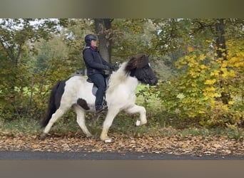 Islandpferd, Stute, 5 Jahre, 138 cm, Schecke